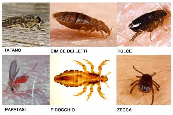 zecche e simili