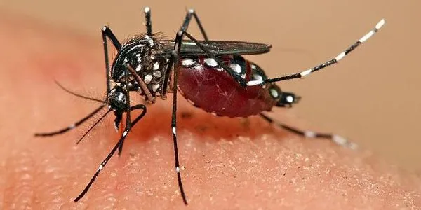 puntura zanazara tigre