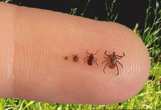 Zecche piccolissime nere da riconoscere negli ambienti
