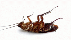 rimedi contro gli scarafaggi