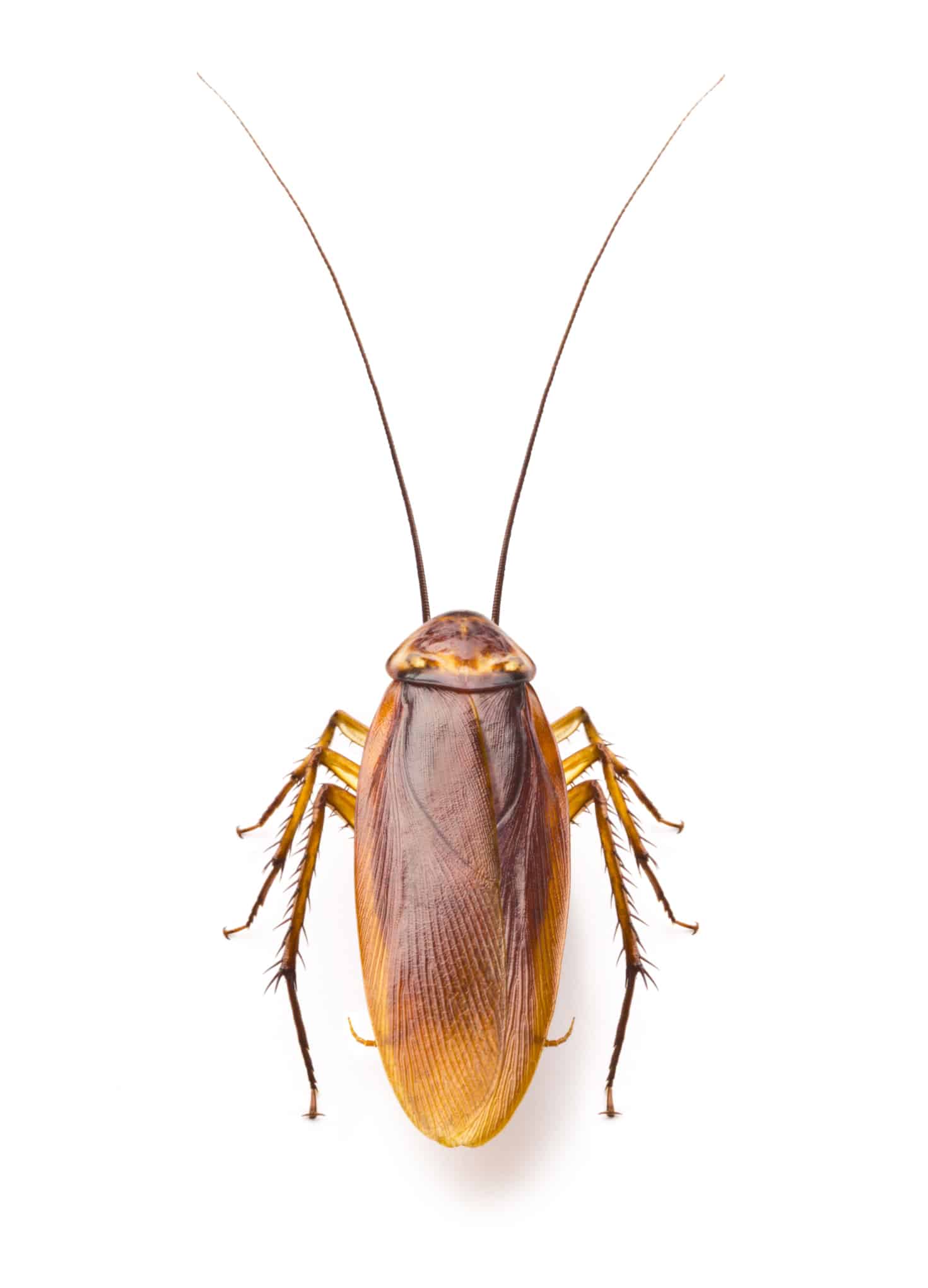 Foto di uno scarafaggio