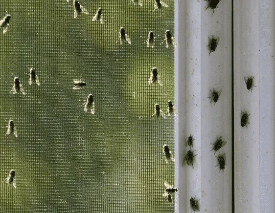 Infestazione di mosche in ambiente interno