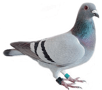 Piccione viaggiatore - Inglese piccione viaggiatore