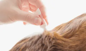 usa prodotti repellenti per i tuoi animali domestici per evitare un infestazione da pulci