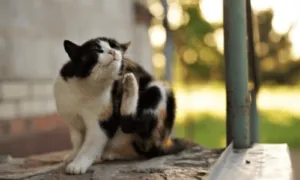 gatto che si gratta perchè infestato da pulci