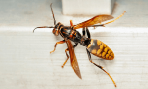 Una vespa che può essere pericolosa per la salute dell'uomo